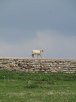 SX05255 Lamb walking over stone boundary wall.jpg